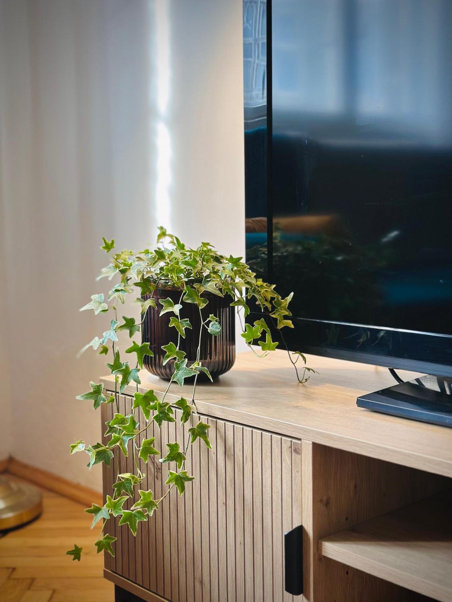 Boho Apartment In Old Town Bratislava Extérieur photo